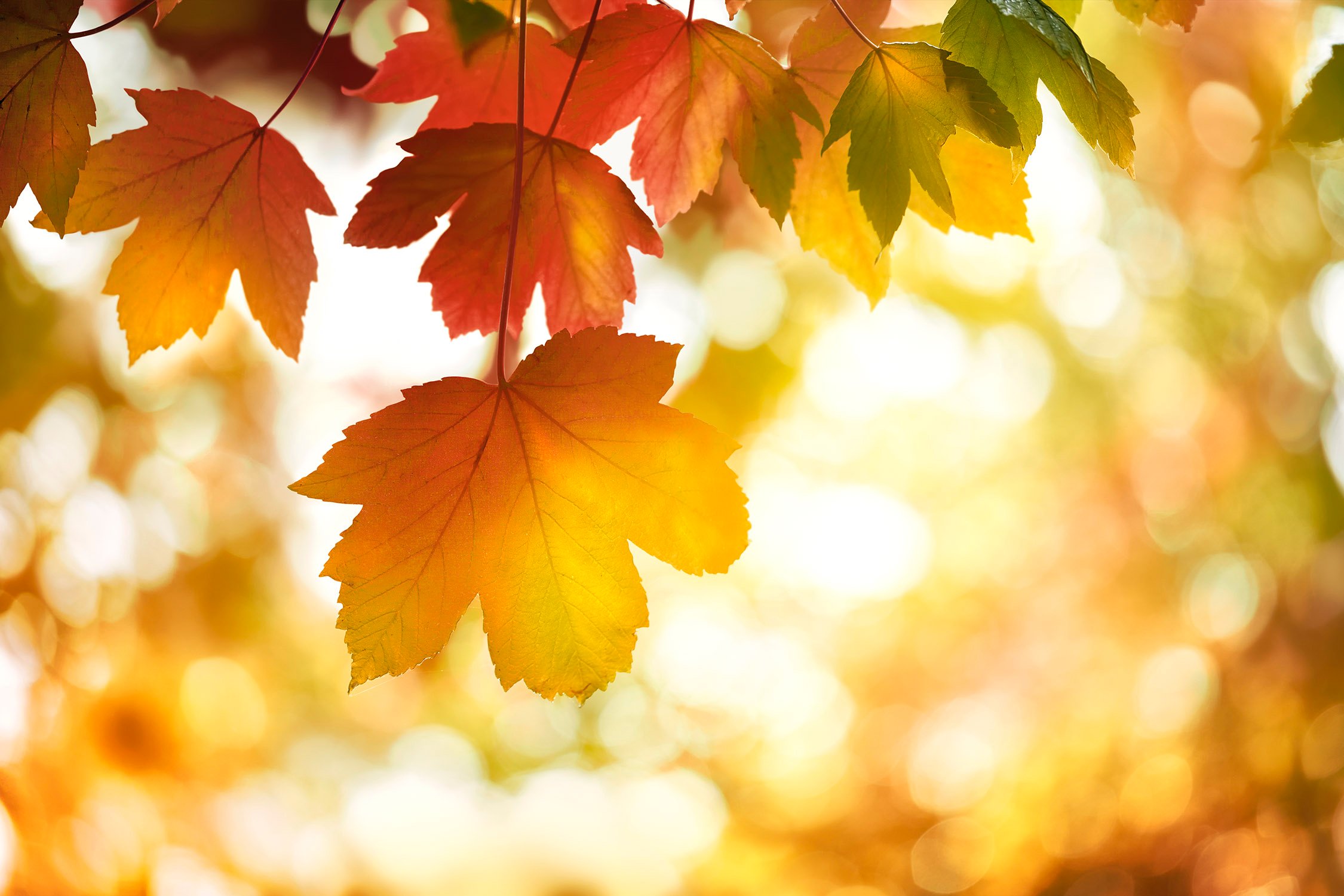 Autumn 4